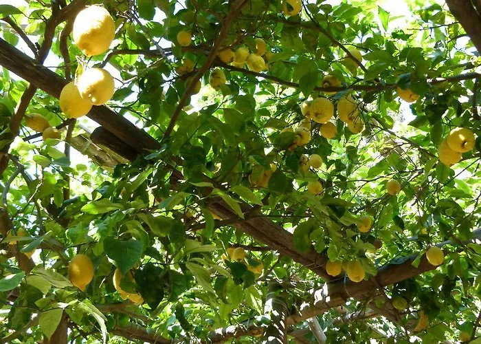 Marina Grande & Apartamento *